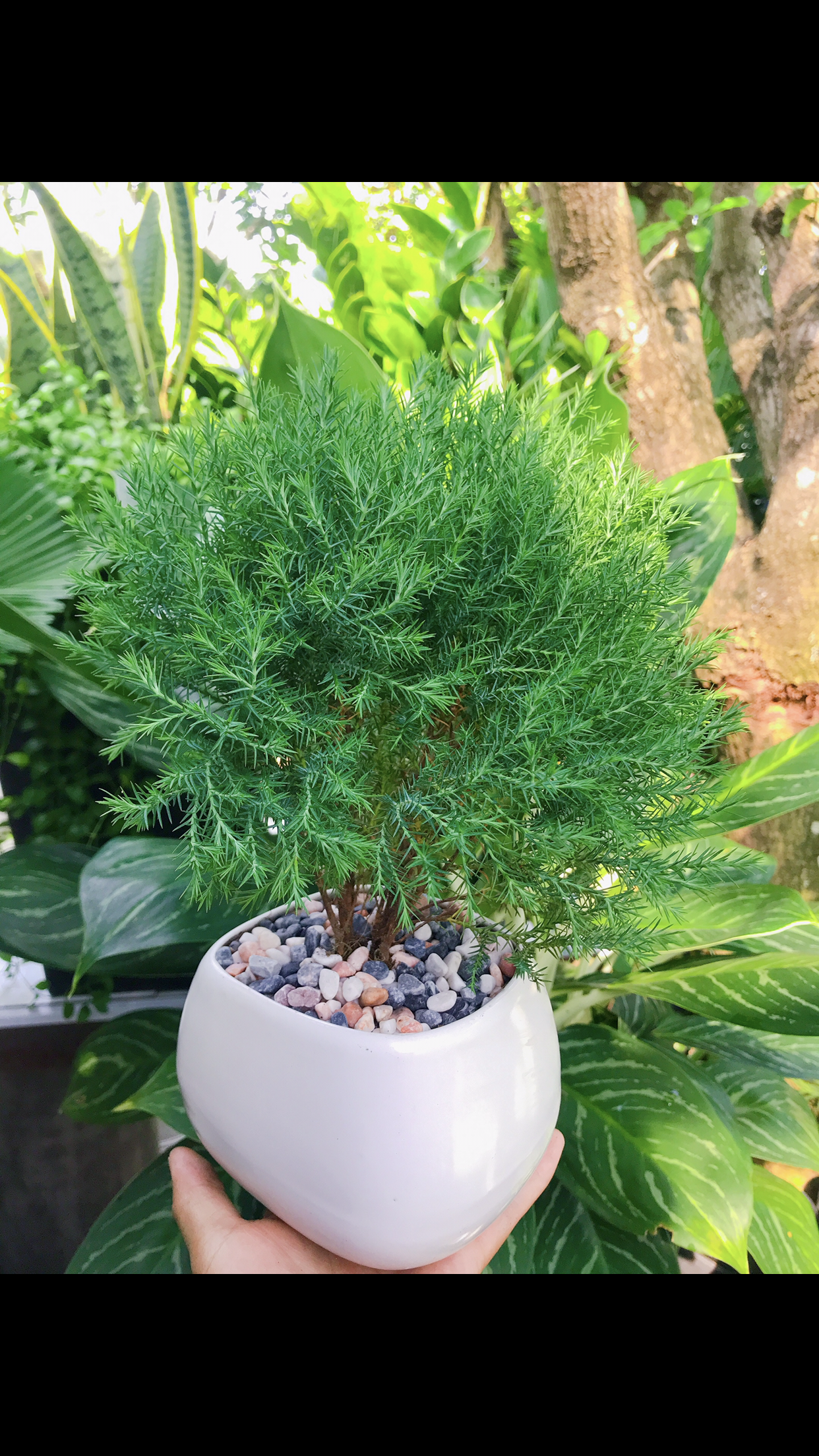 Cây Tùng Bồng Lai