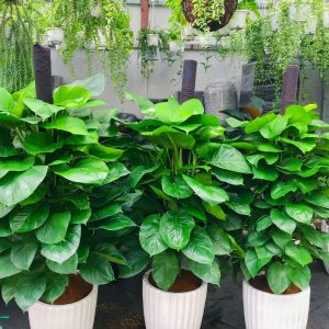 Cây Trầu Bà Đài Loan Cột Leo