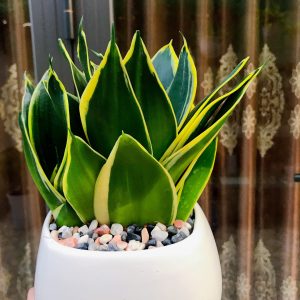 Cây Lưỡi Hổ Thái