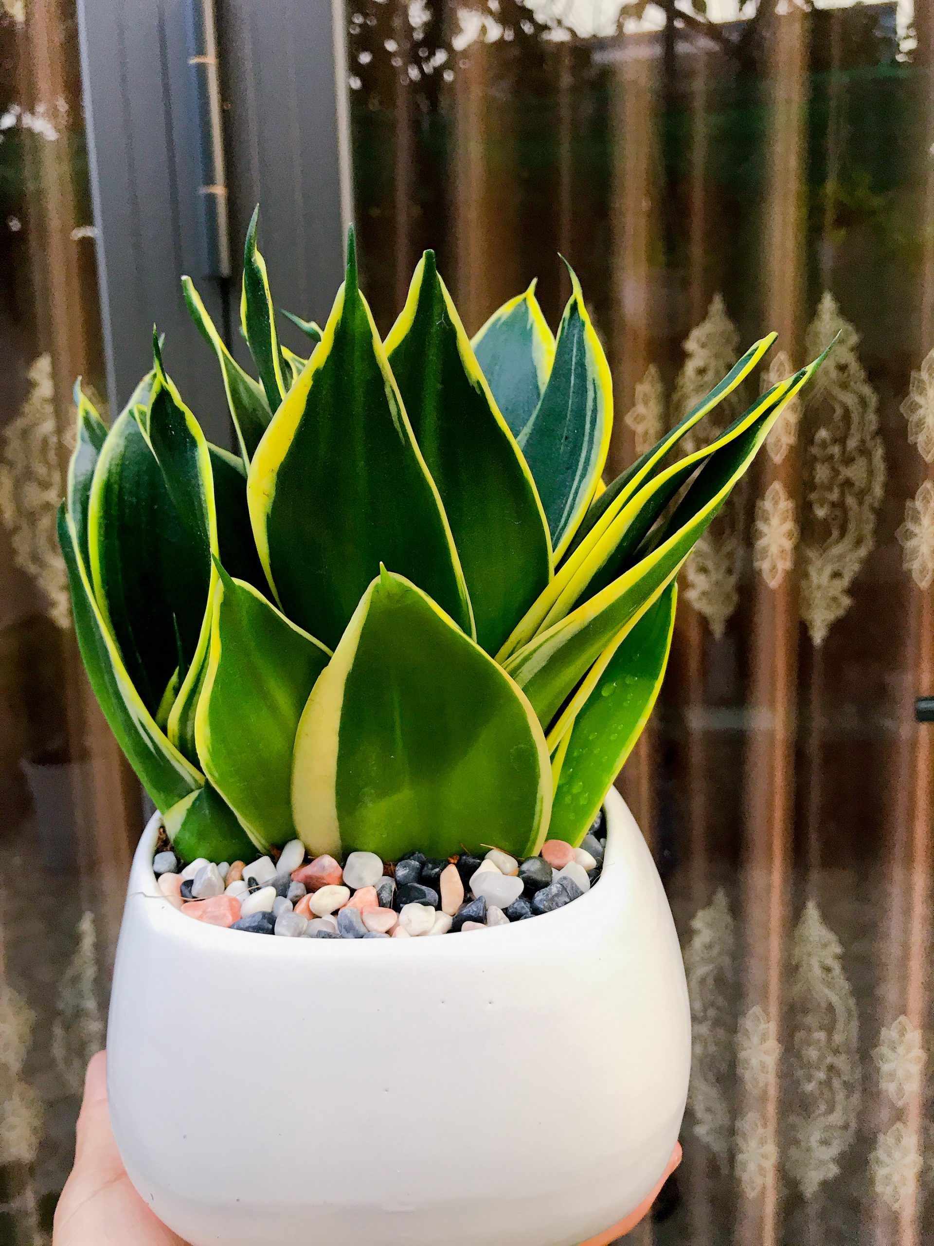 Cây Lưỡi Hổ Thái