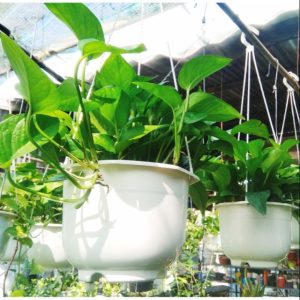 TRẦU BÀ THÁI XANH