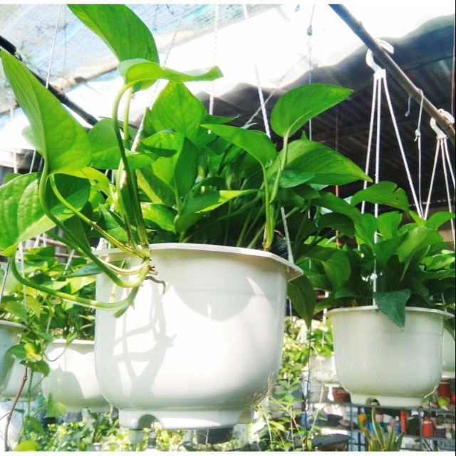 TRẦU BÀ THÁI XANH