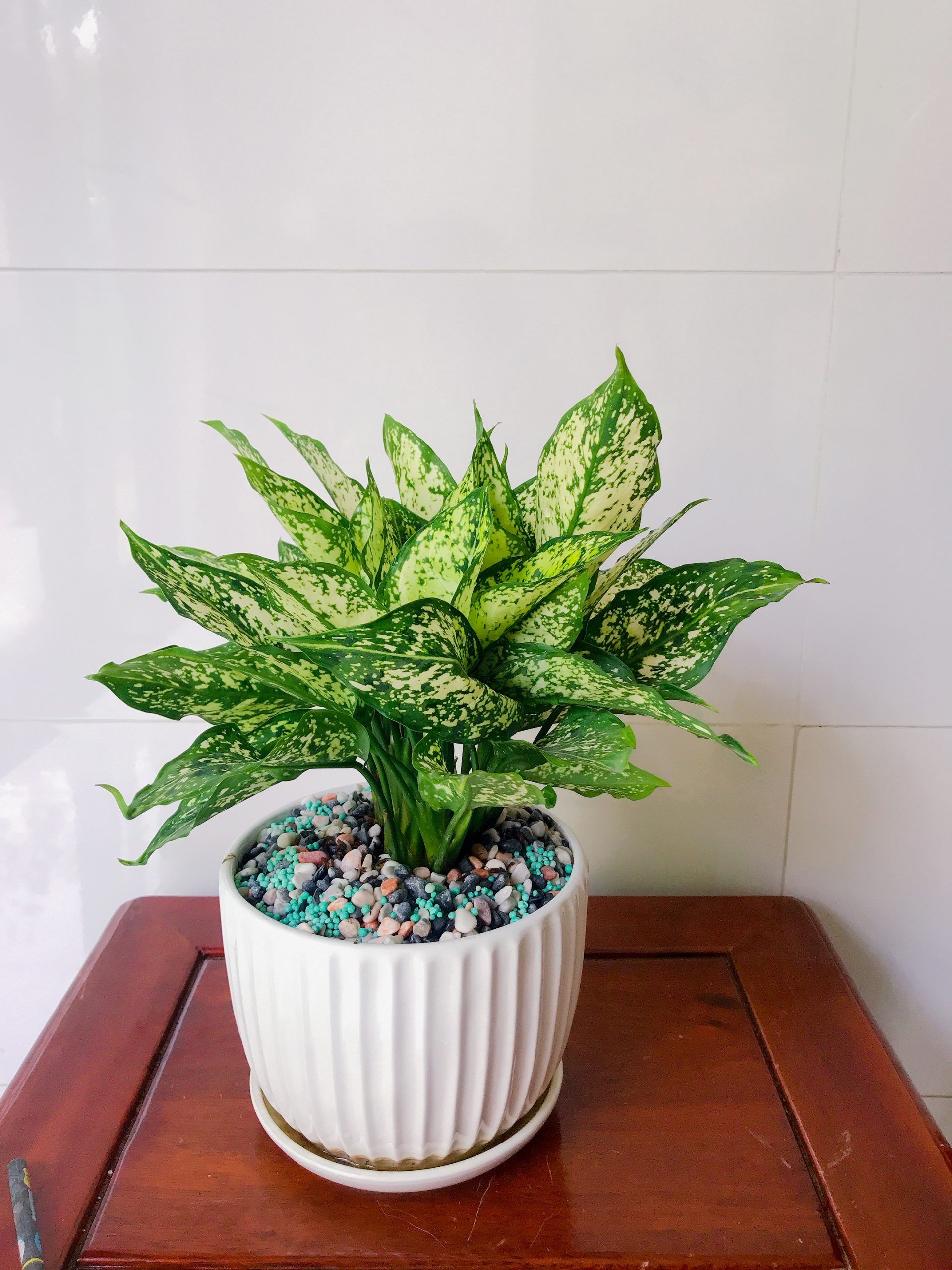 Cây Ngọc Ngân - Ảnh 7