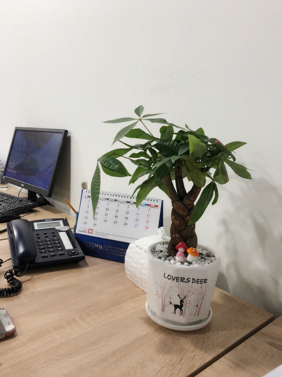 Cây Kim Ngân ( Để Bàn ) - Ảnh 3