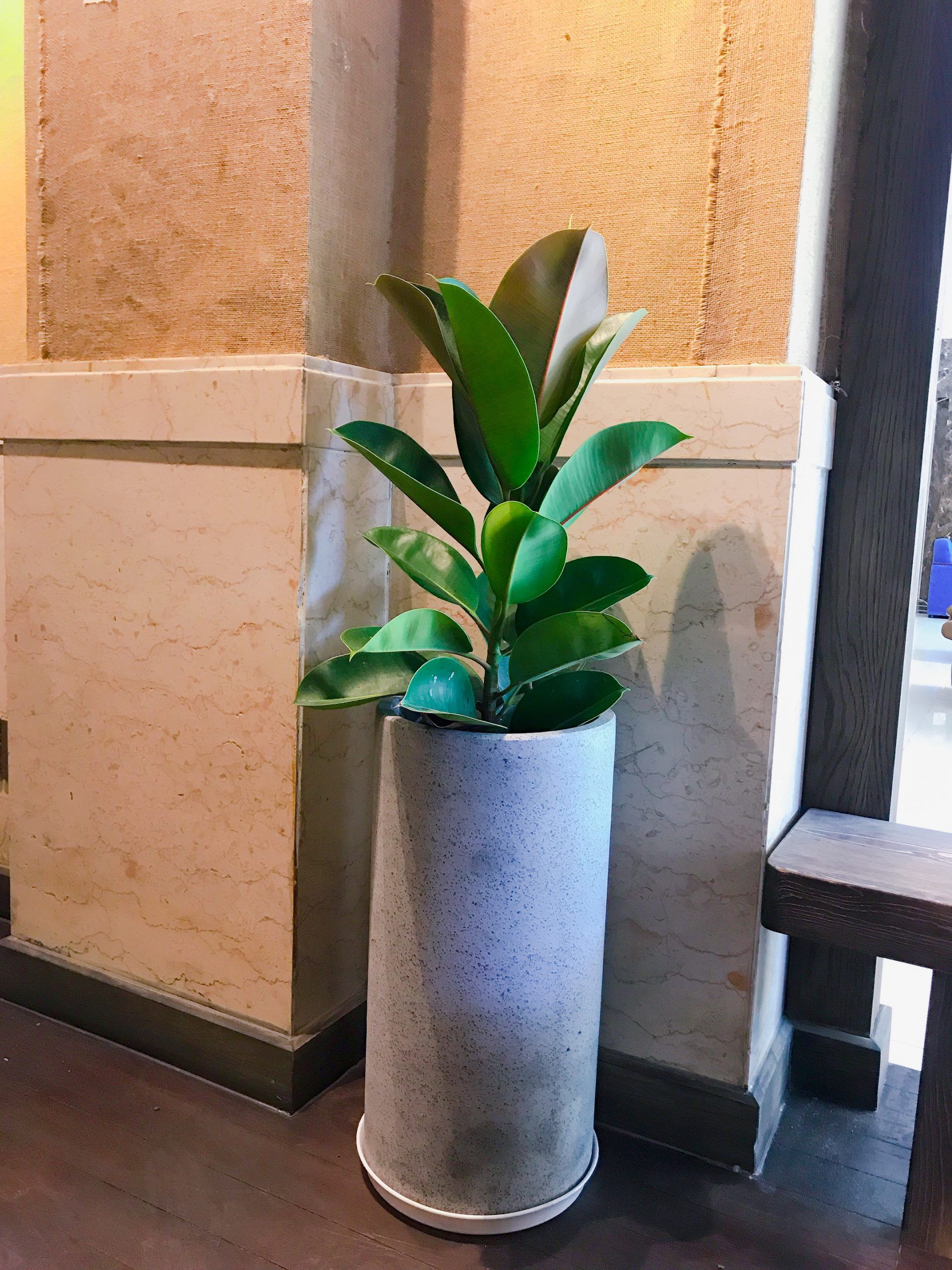 Cây Đa Búp Đỏ - Ảnh 6