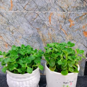 Cây Nhất Mạt Hương (Sen Thơm)