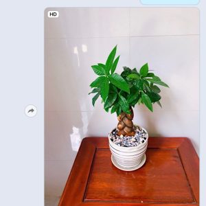 Cây Kim Ngân ( Để Bàn )