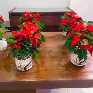 Cây Trạng Nguyên