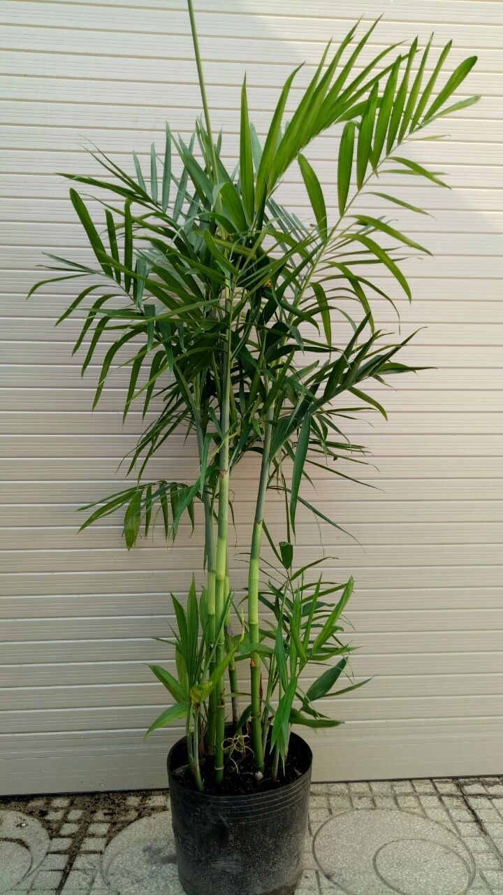 Cây Cau Hawai - Ảnh 6