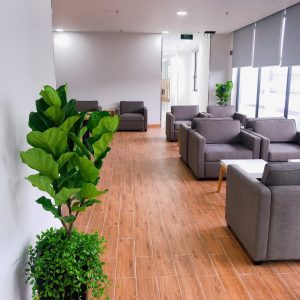 Cây bàng Singapore