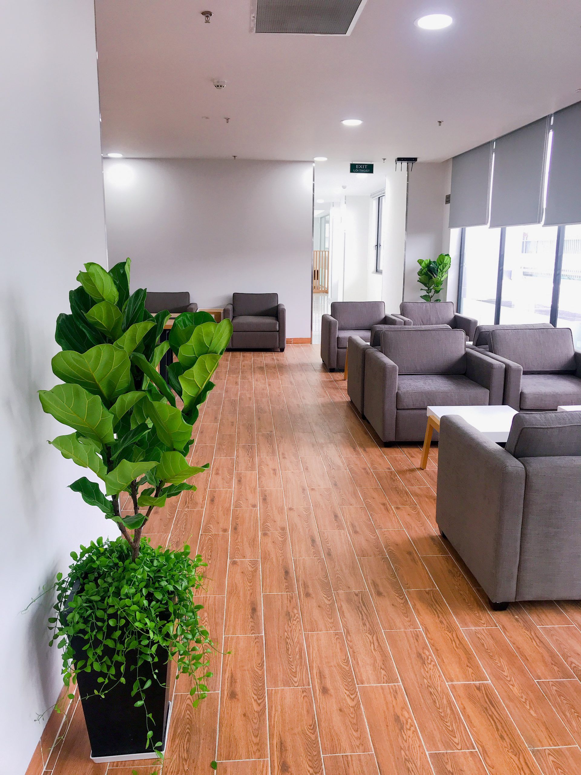 Cây bàng Singapore