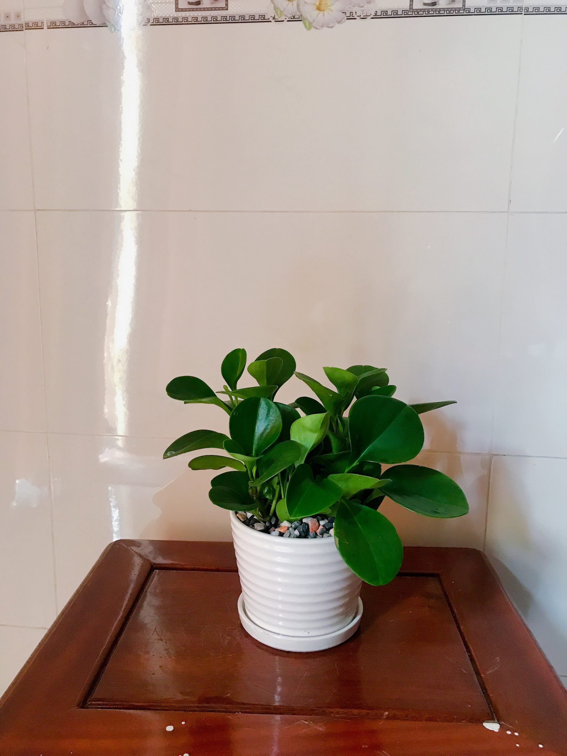 Cây Trường Sinh - Ảnh 5