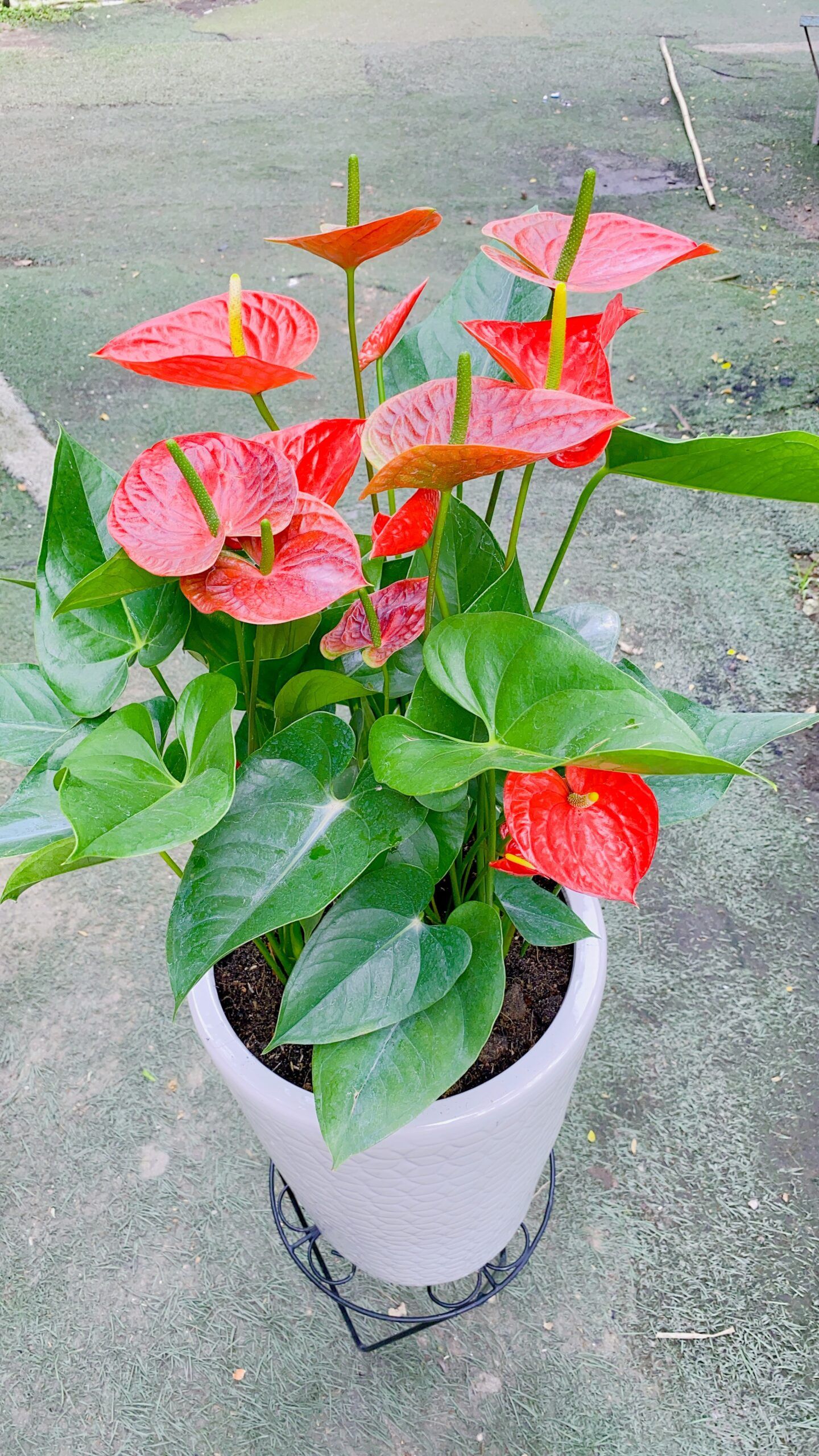 Cây Hồng Môn - Ảnh 6