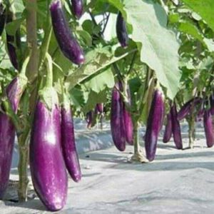 Hạt Giống Cây Cà Tím