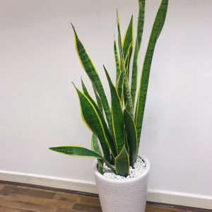 Cây Lưỡi Hỗ Vàng