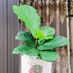 Cây bàng singapore để bàn