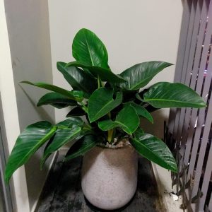 Cây Đế Vương xanh