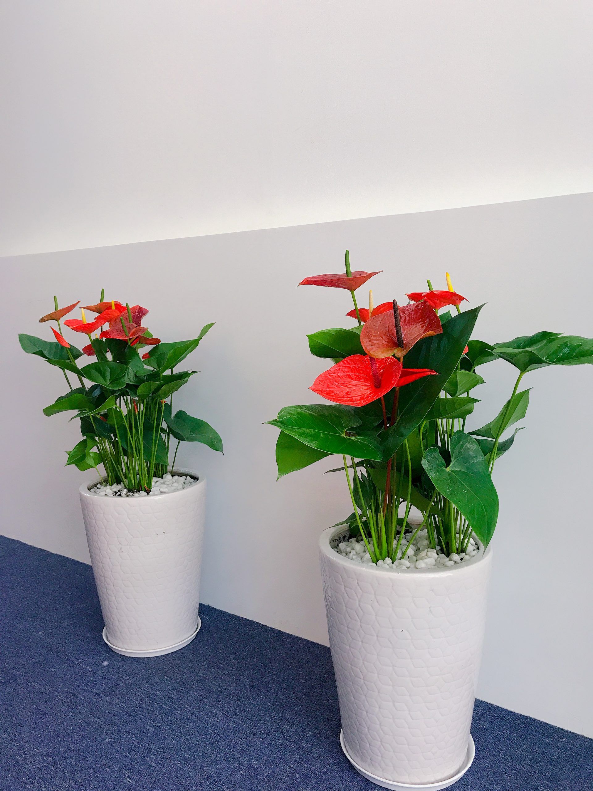 Cây Hồng Môn - Ảnh 2