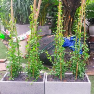 Cây Cúc Tần Ấn Độ