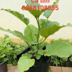 Cây Cà Tím