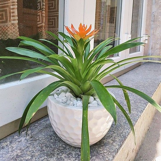 Cây Dứa Cảnh Nến - Ảnh 3