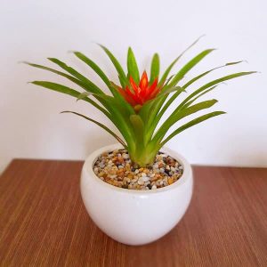 Cây Dứa Cảnh Nến