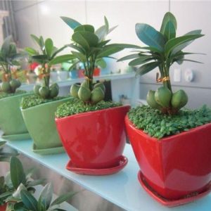 Cây May Mắn Tài Lộc