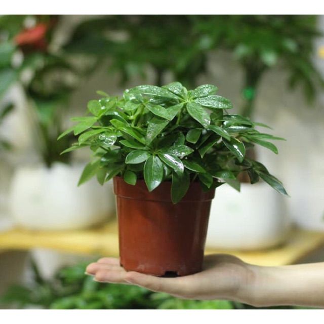 Cây Ngũ Gia Bì Để Bàn - Ảnh 5