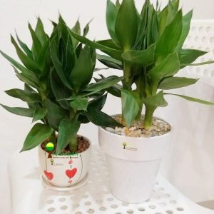 Cây Phát Tài Búp Sen