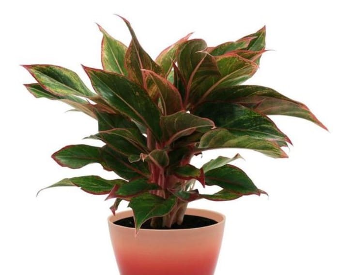 Cây Phú Quý - Ảnh 2