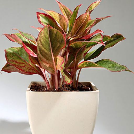 Cây Phú Quý - Ảnh 3