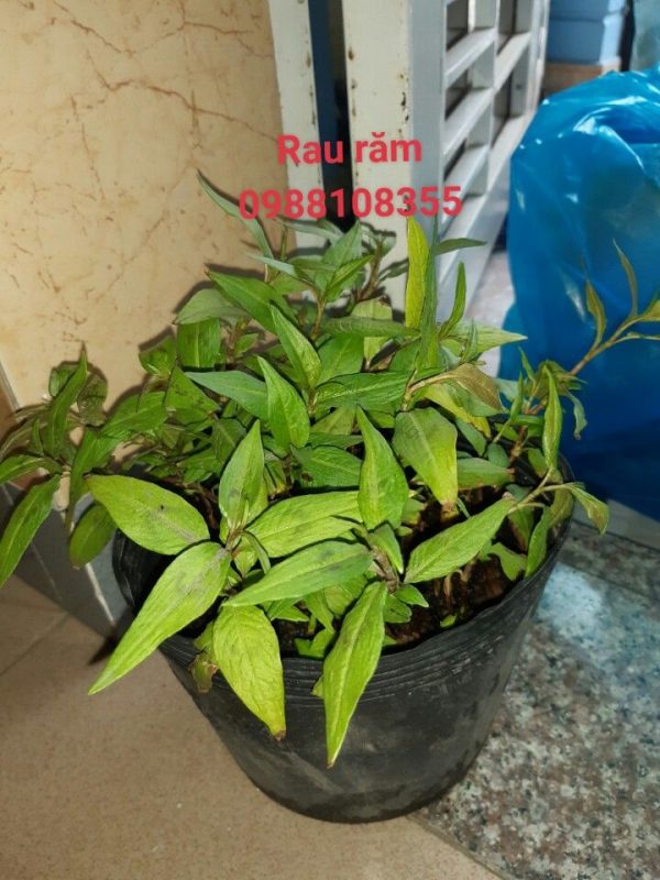 Cây Rau Răm - Cây cảnh Sài Gòn