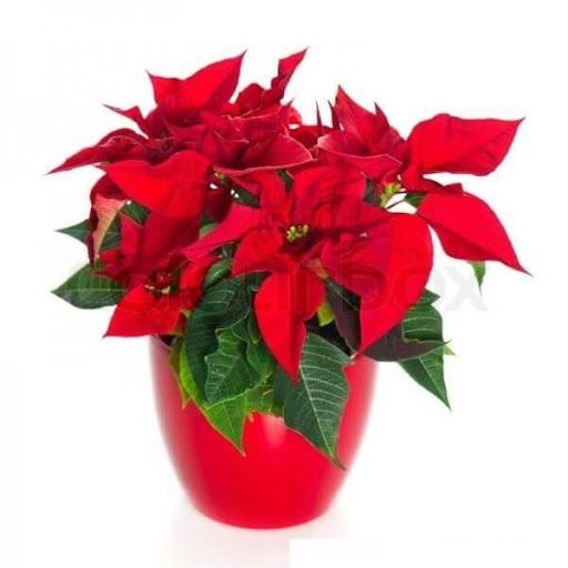 Cây Trạng Nguyên - Ảnh 2