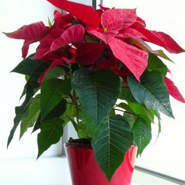 Cây Trạng Nguyên - Ảnh 3