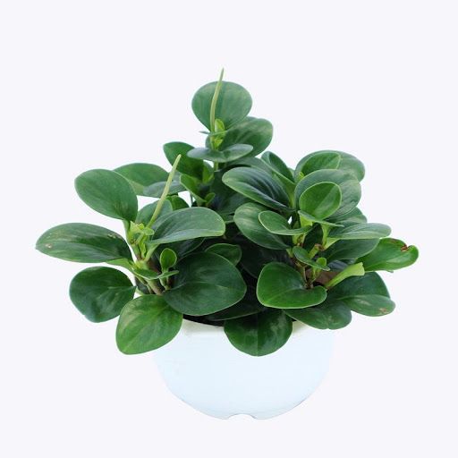 Cây Trường Sinh - Ảnh 3