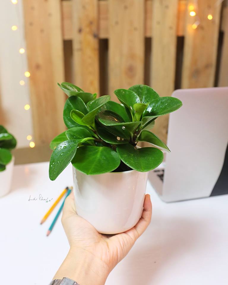 Cây Trường Sinh - Ảnh 4