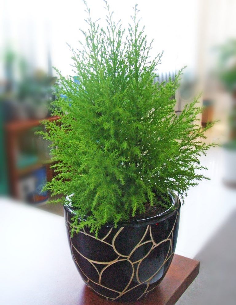 Cây Tùng Bồng Lai - Ảnh 4