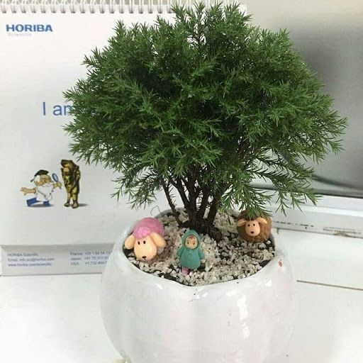 Cây Tùng Bồng Lai - Ảnh 3