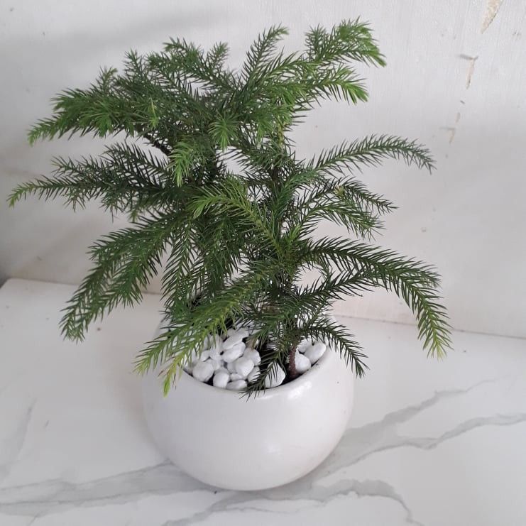 Cây Tùng Bồng Lai - Ảnh 2