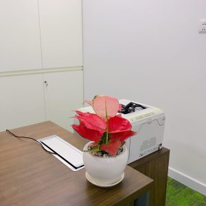 Vạn Lộc đỏ nhập khẩu