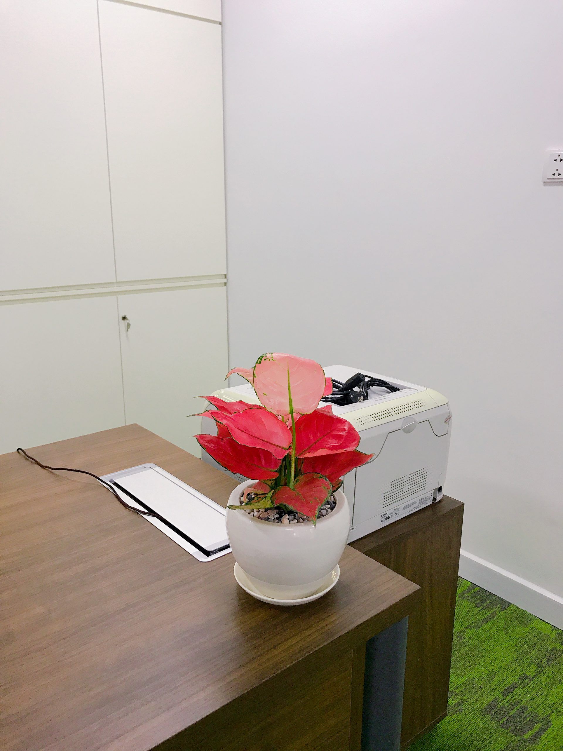 Vạn Lộc đỏ nhập khẩu