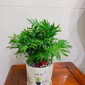 Cây Cau Tiểu Trâm