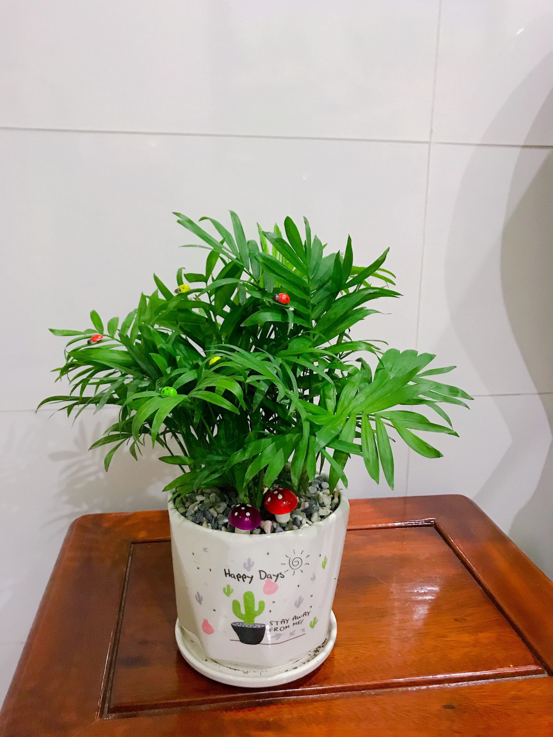 Cây Cau Tiểu Trâm