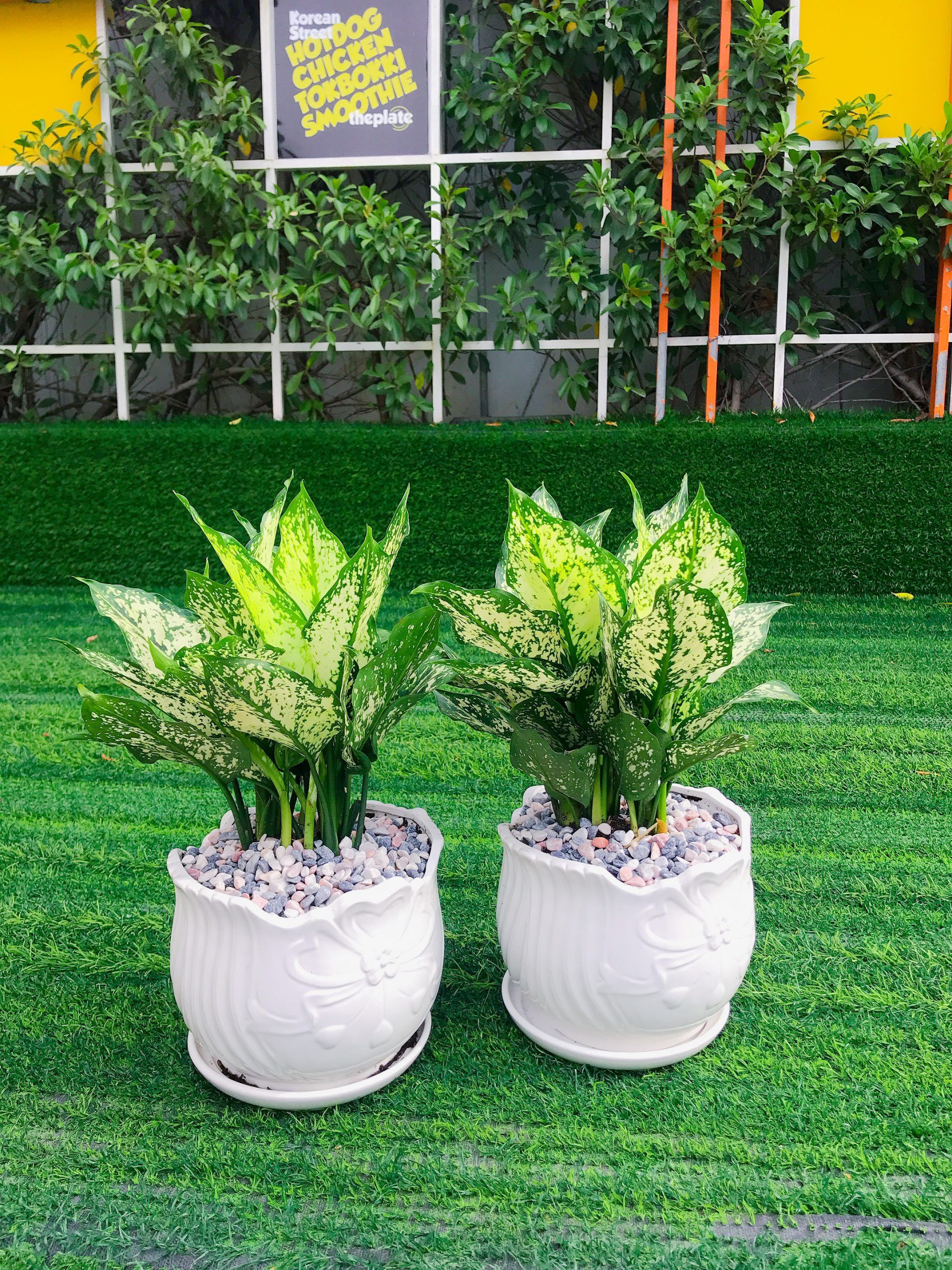 Cây Ngọc Ngân - Ảnh 8