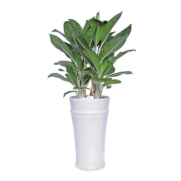 Cây Bạch Mã Hoàng Tử - Ảnh 2