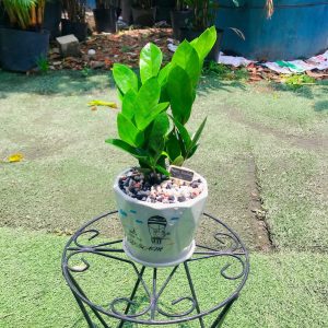 Cây Kim Tiền (Để Bàn)