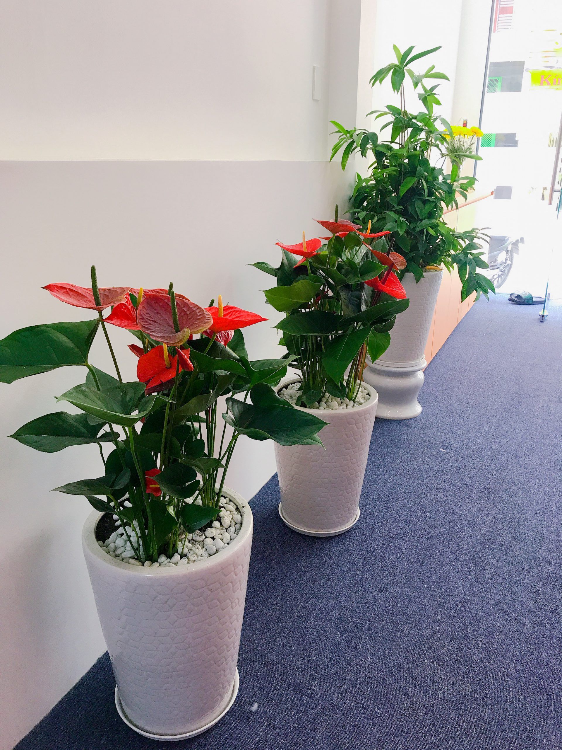 Cây Hồng Môn - Ảnh 3