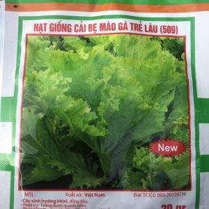 Hạt Giống Cây Cải Bẹ Mào Gà