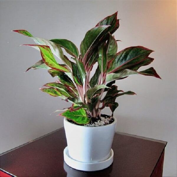 Cây Phú Quý - Ảnh 4