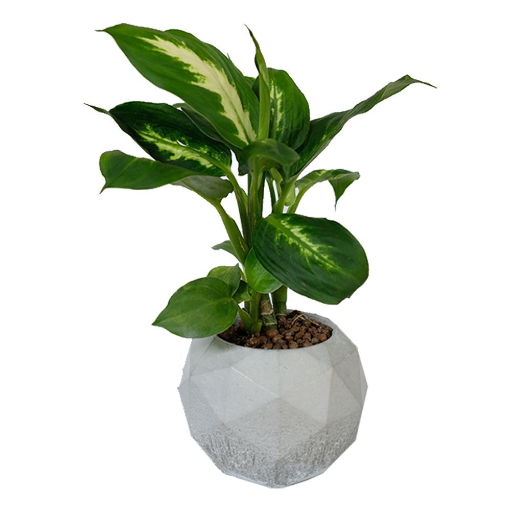 Cây Vạn Niên Thanh - Ảnh 2